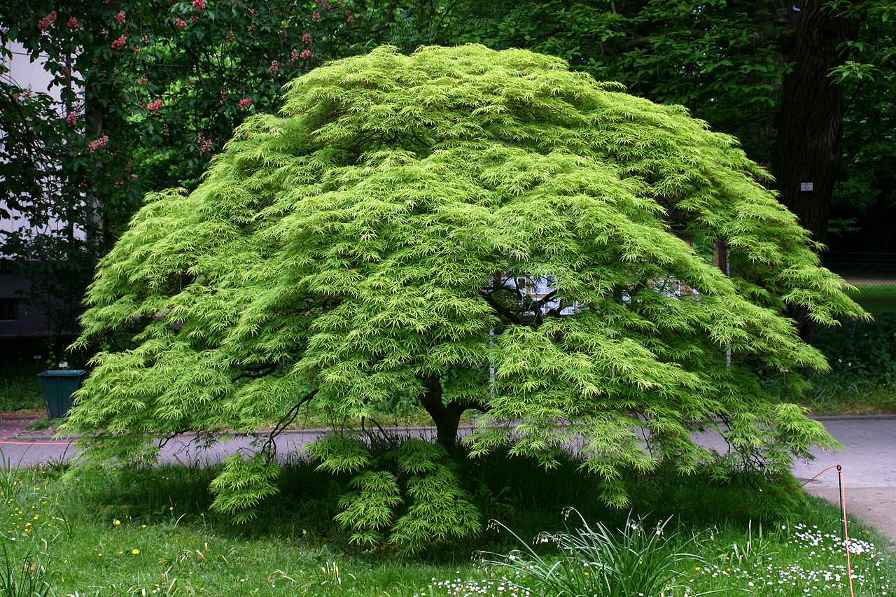 El Acer palmatum es un árbol originario de Asia