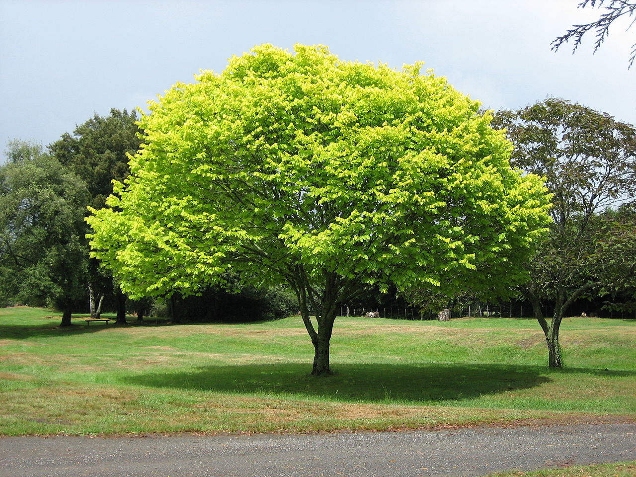 Hay árboles que ensucian poco para jardines