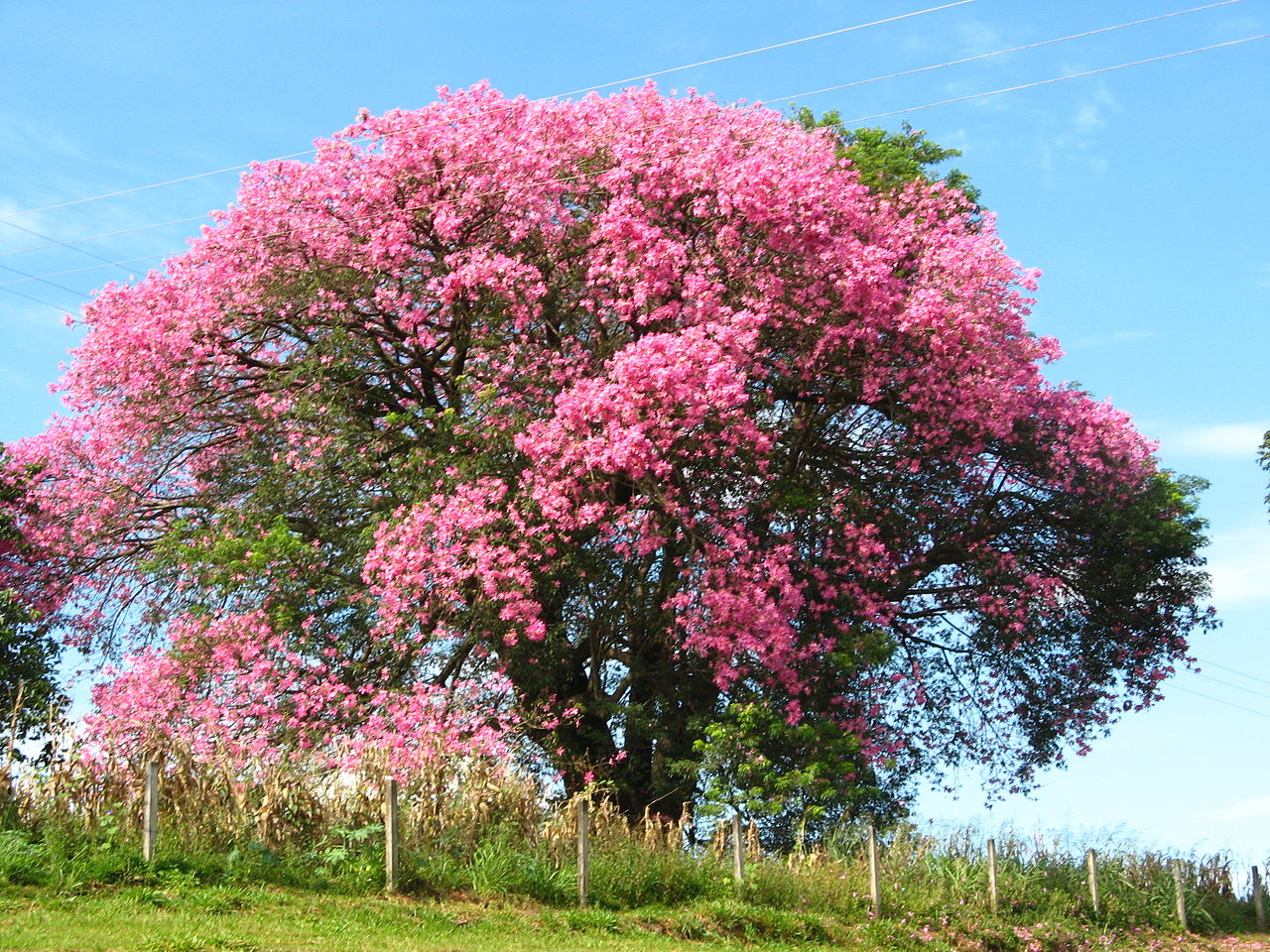 La Chorisia speciosa ensucia poco