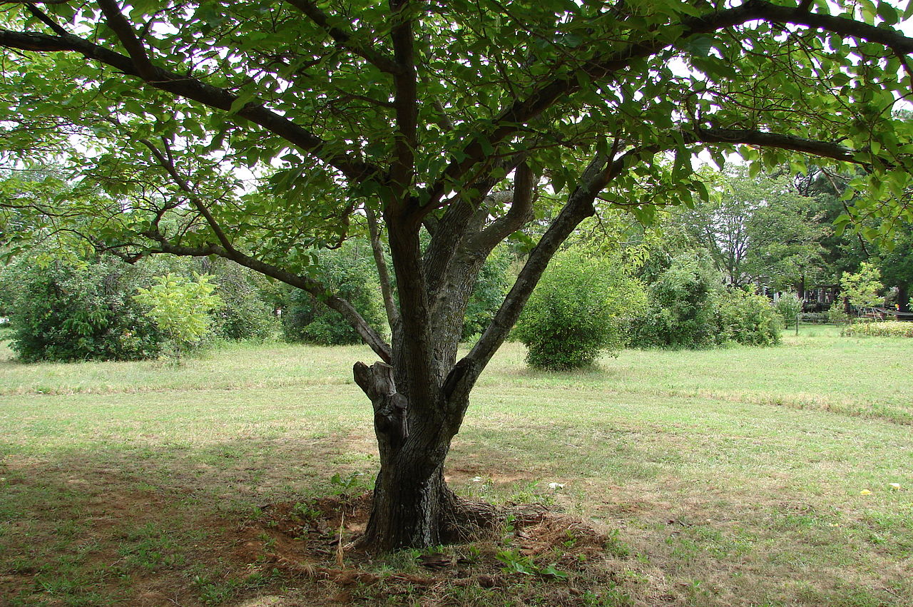 El Morus alba Fruitless ensucia poco