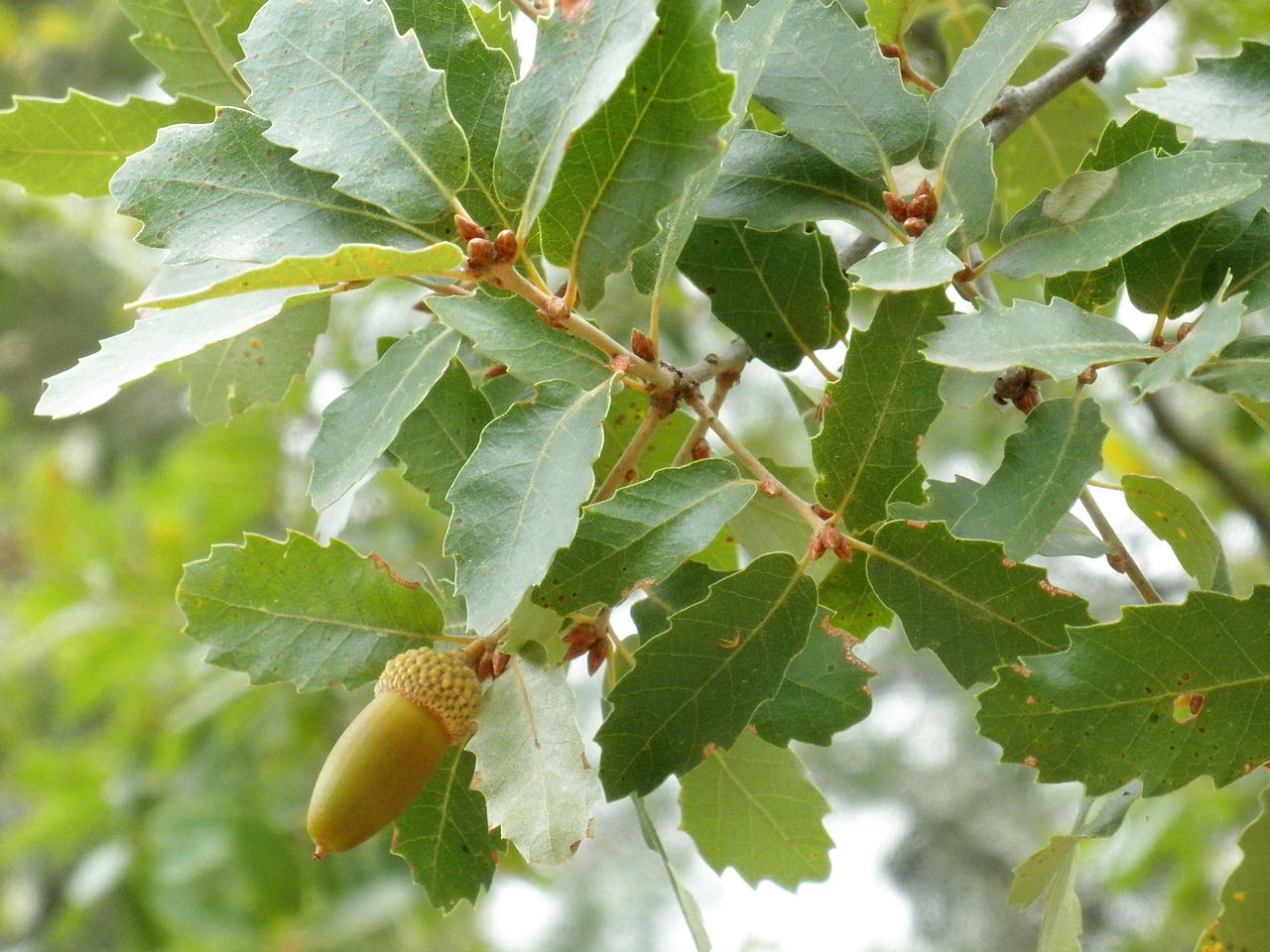El Quercus canariensis es un árbol perennifolio ideal para jardines
