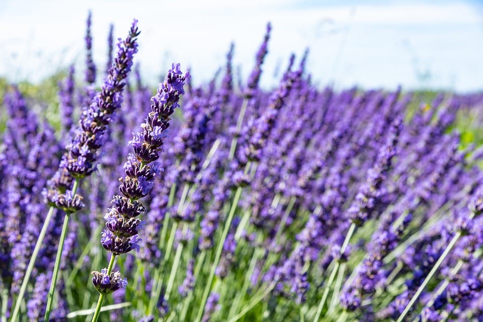 La lavanda es un subarbusto