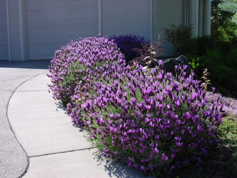 lavanda, planta aromatica