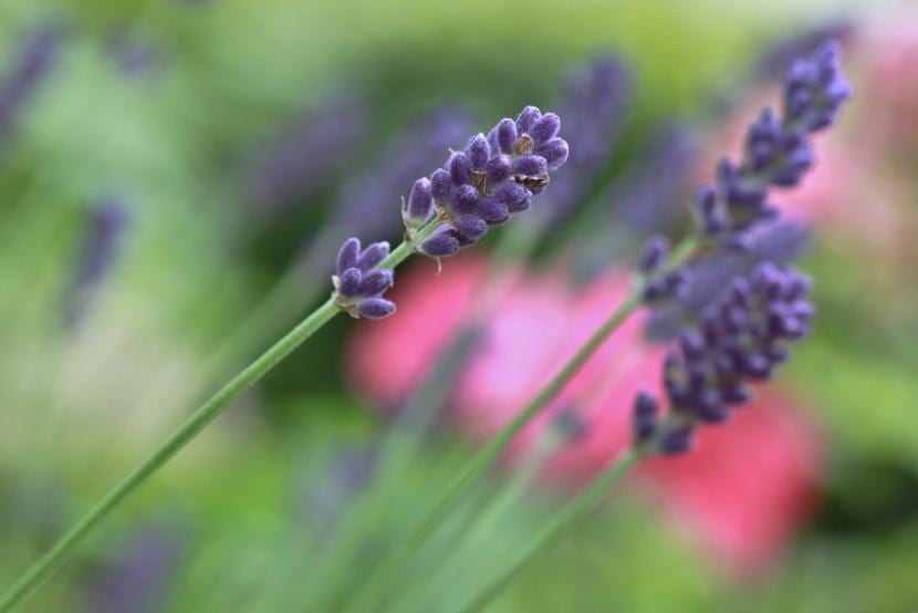 Lavanda