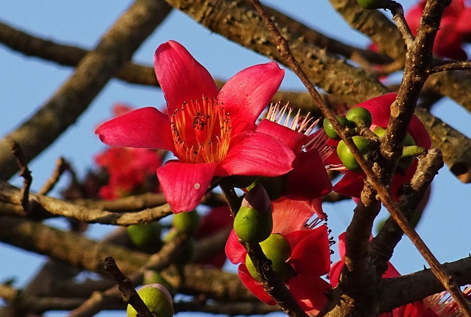 Cuándo florecen los árboles: calendario mes a mes