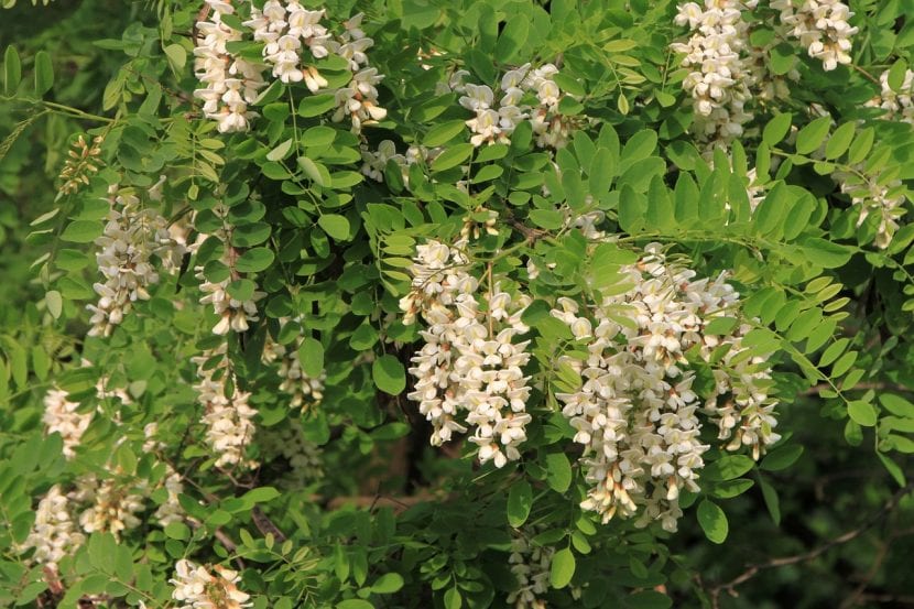 Flores de la Robinia pseudoacacia