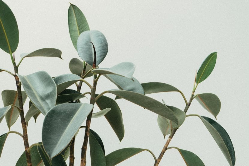 Riega tu Ficus muy poco para evitar que se pudran sus raíces