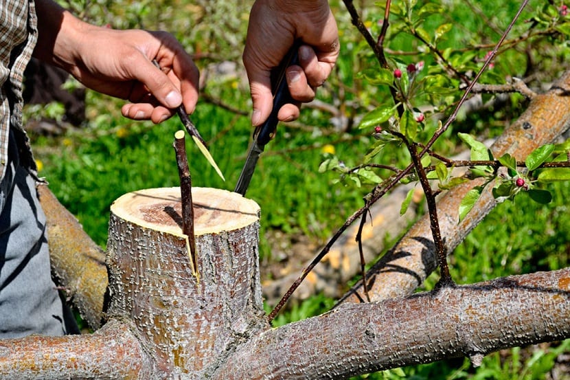 hacer un injerto de olivo es facil