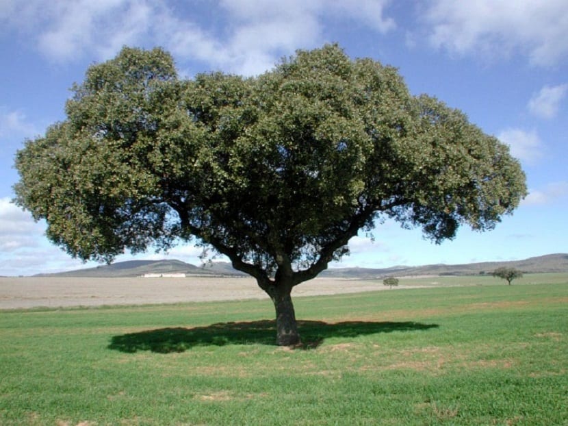 tipos de poda