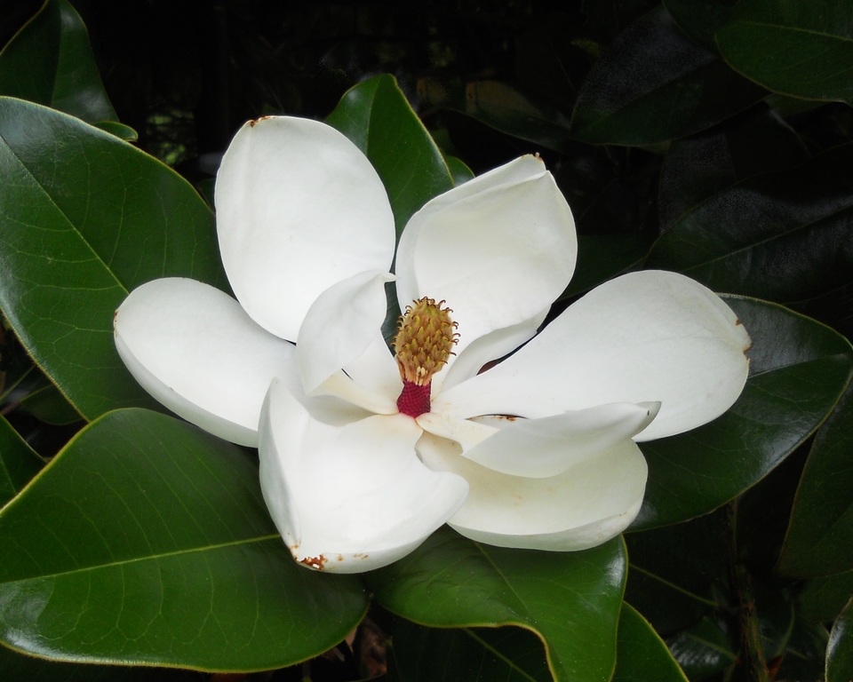 La magnolia es un árbol que realmente no requiere de mucha poda