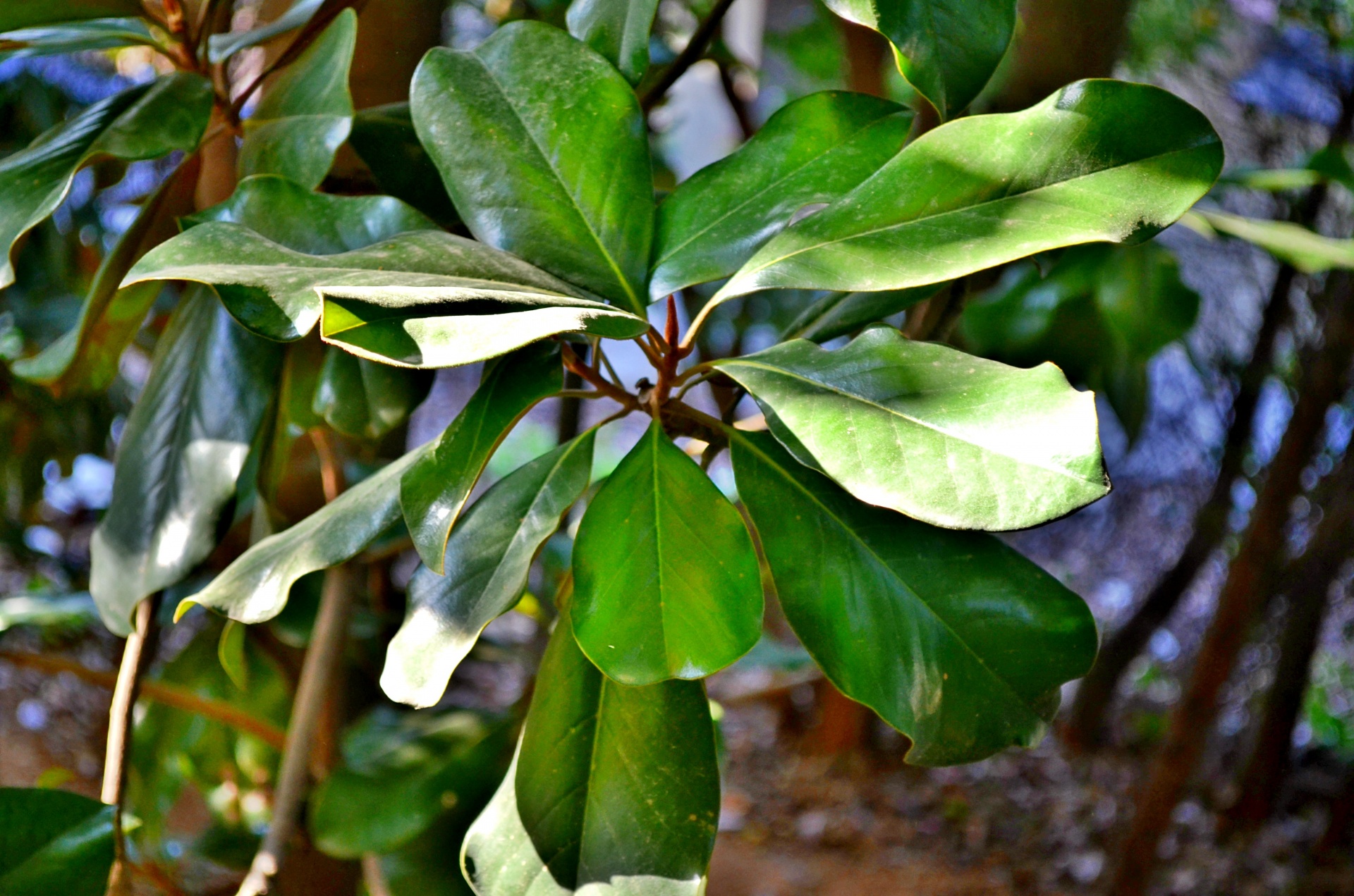 La magnolia es un árbol que hay que podar solo si es necesario