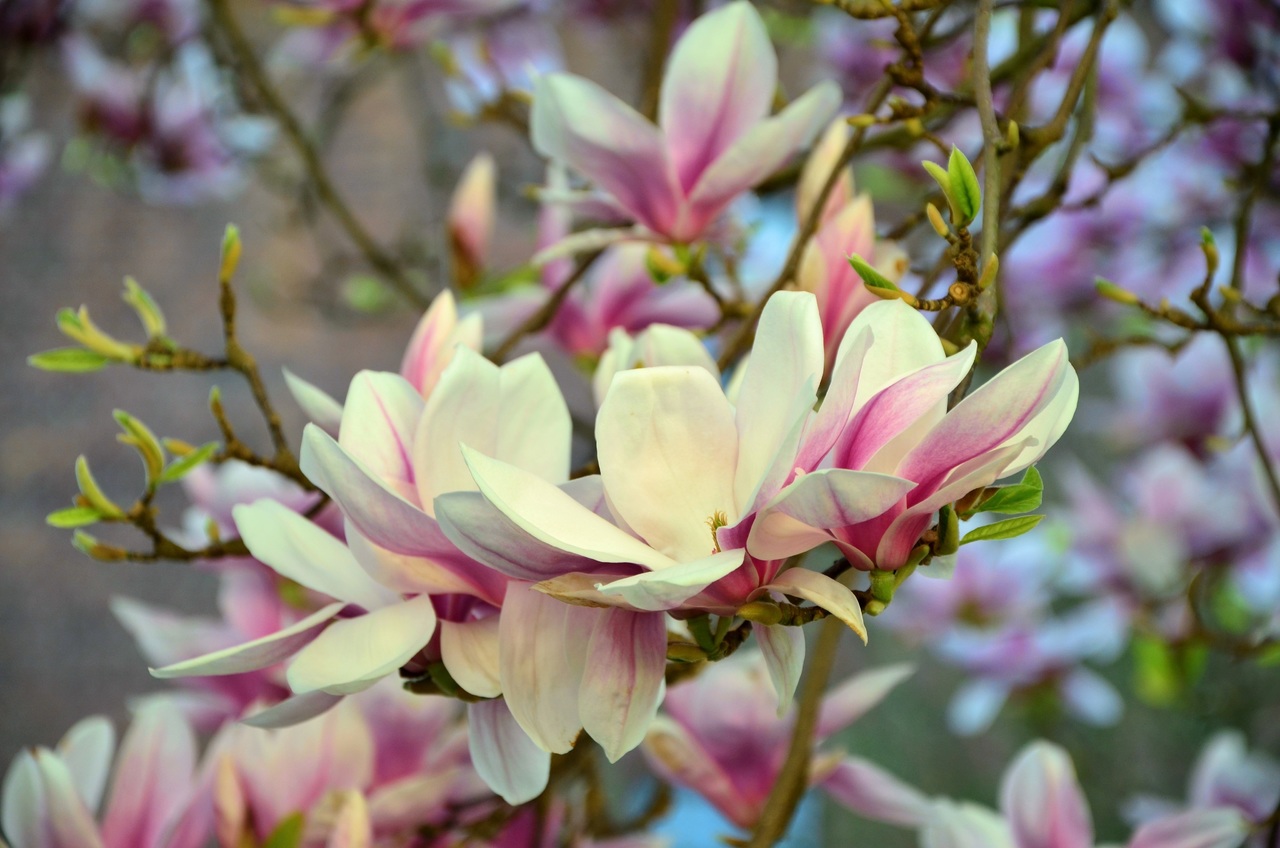 La magnolia se poda en otoño