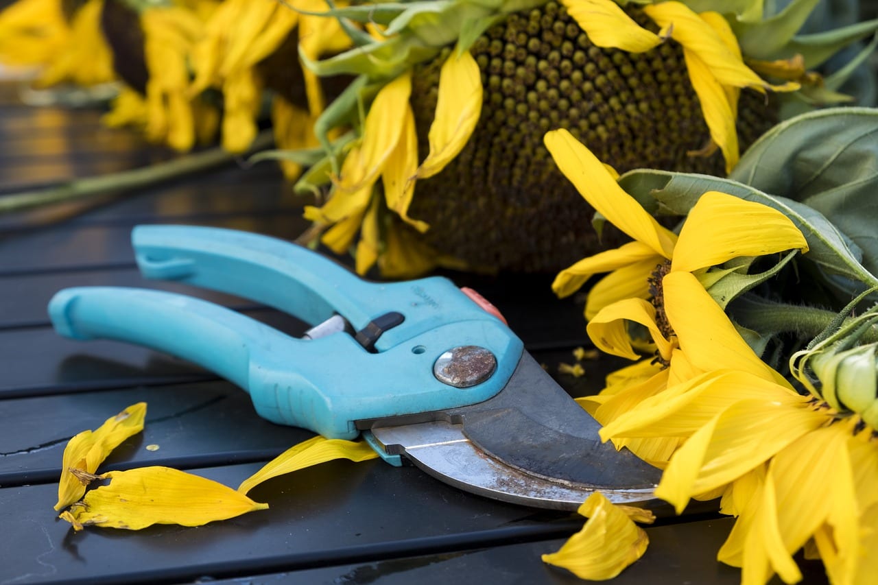 Tijeras de poda para plantas