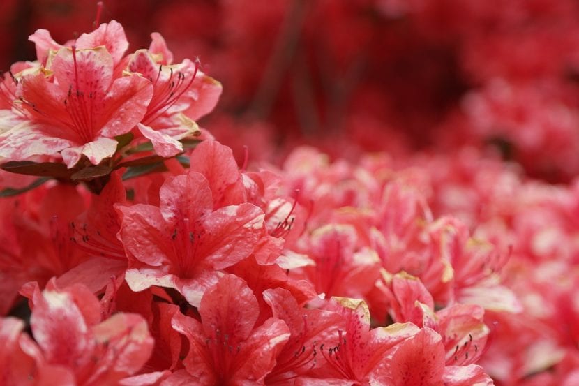 Azalea de flores rojas