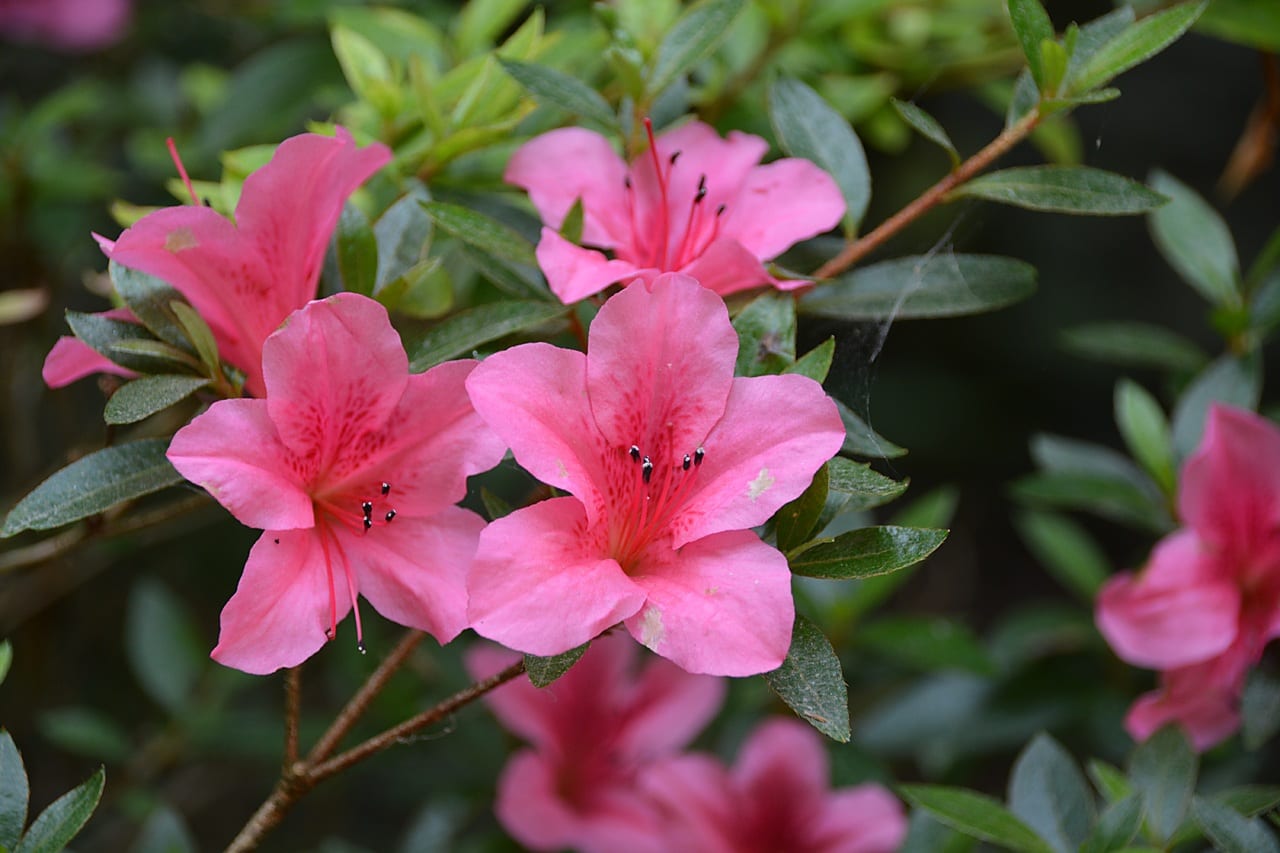 Cuándo se planta la azalea: épocas, suelo y errores
