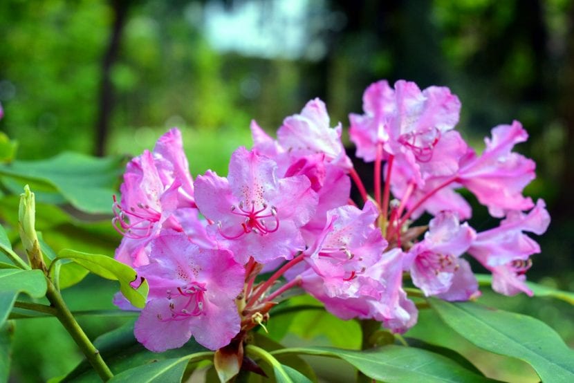 Planta de azalea de flores rosas