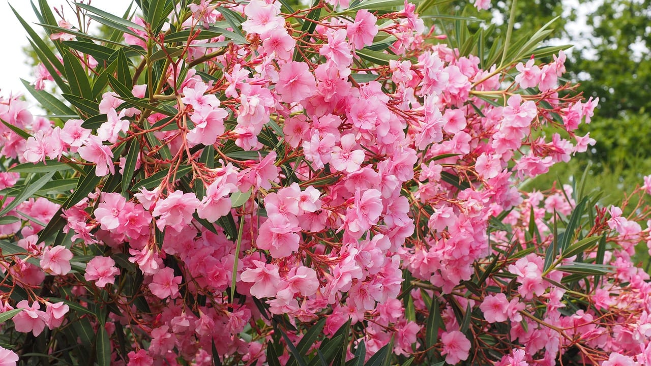 Ejemplar de adelfa de flor rosa