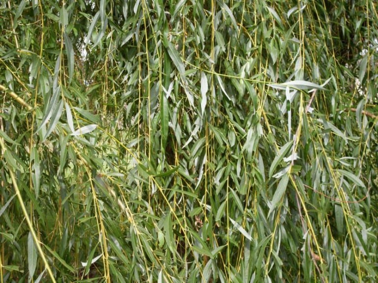 ️ ¿Cuándo y cómo se poda el sauce llorón? Guía Completa 2024