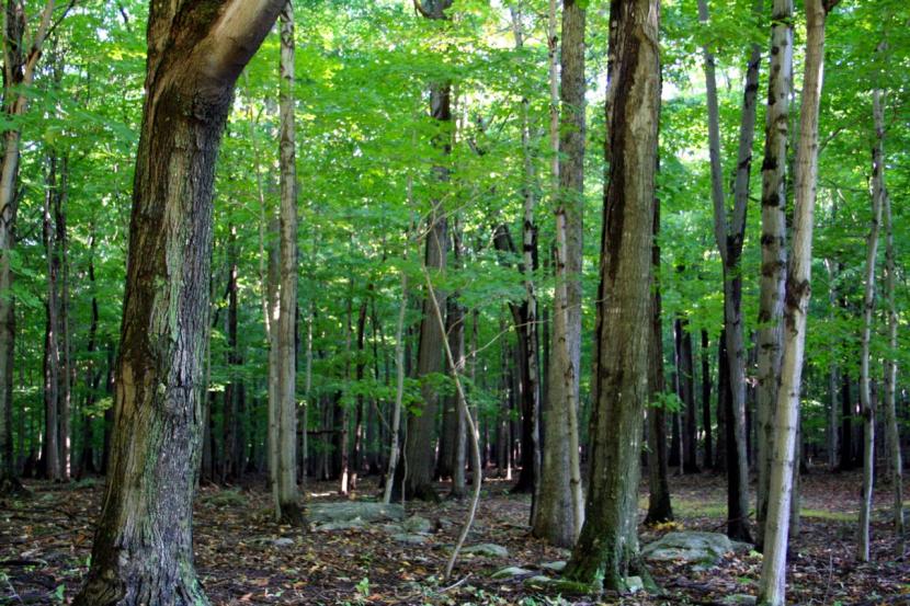 Bosque
