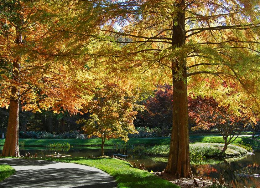 Taxodium distichum
