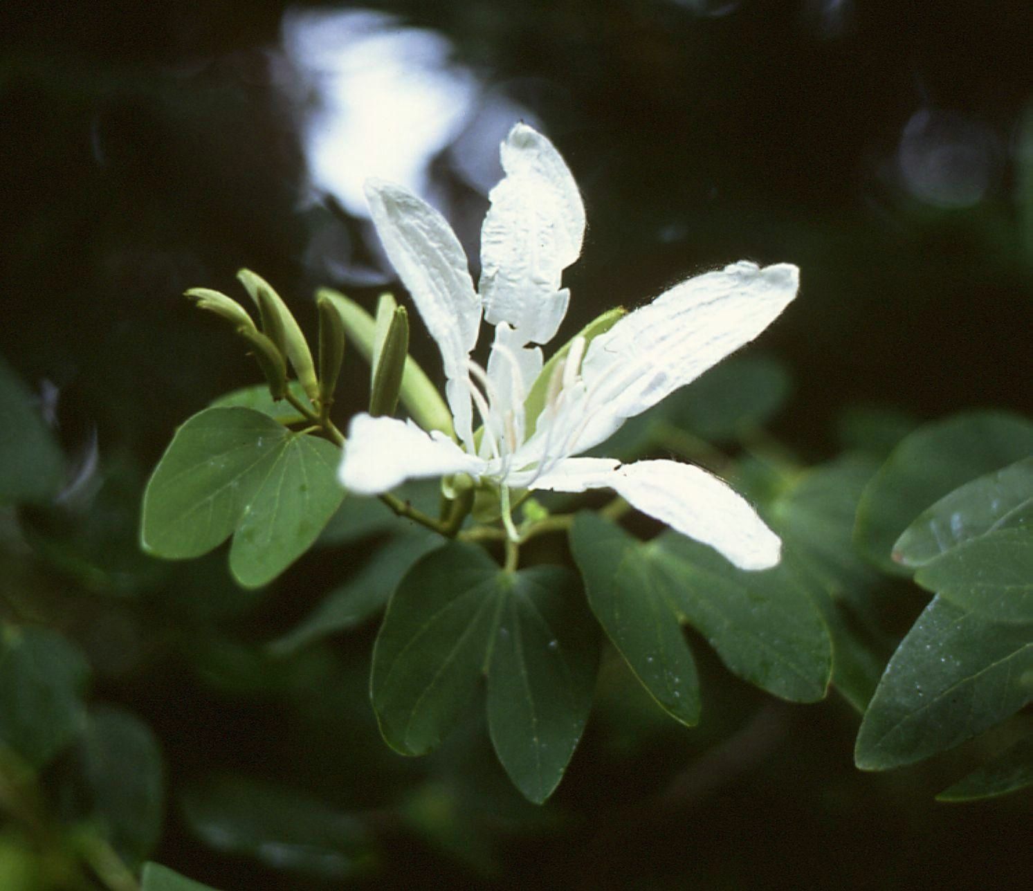 Vista de la Bauhinia forficata en flor