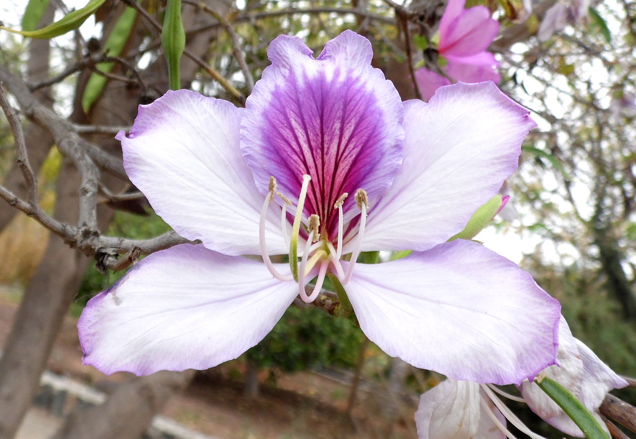 Vista de la Bauhinia variegata o pata de vaca