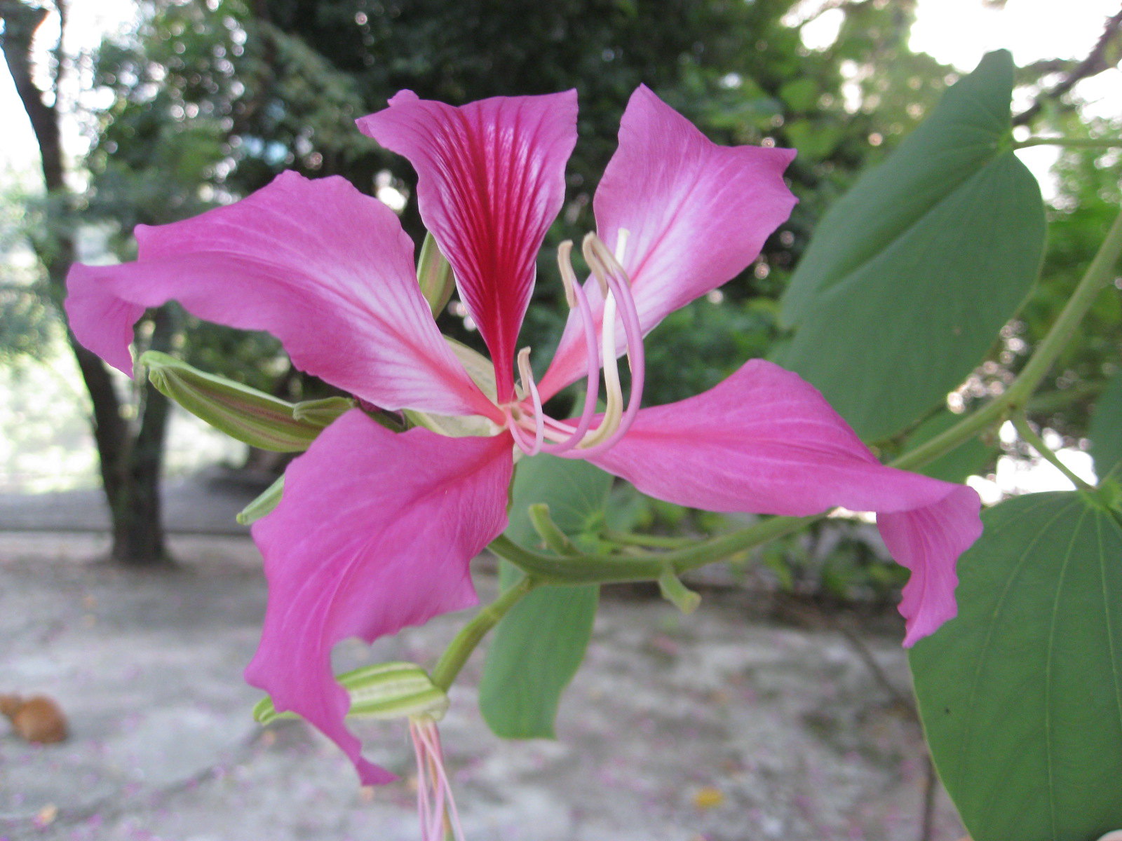 Vista de la Bauhinia blakeana en flor