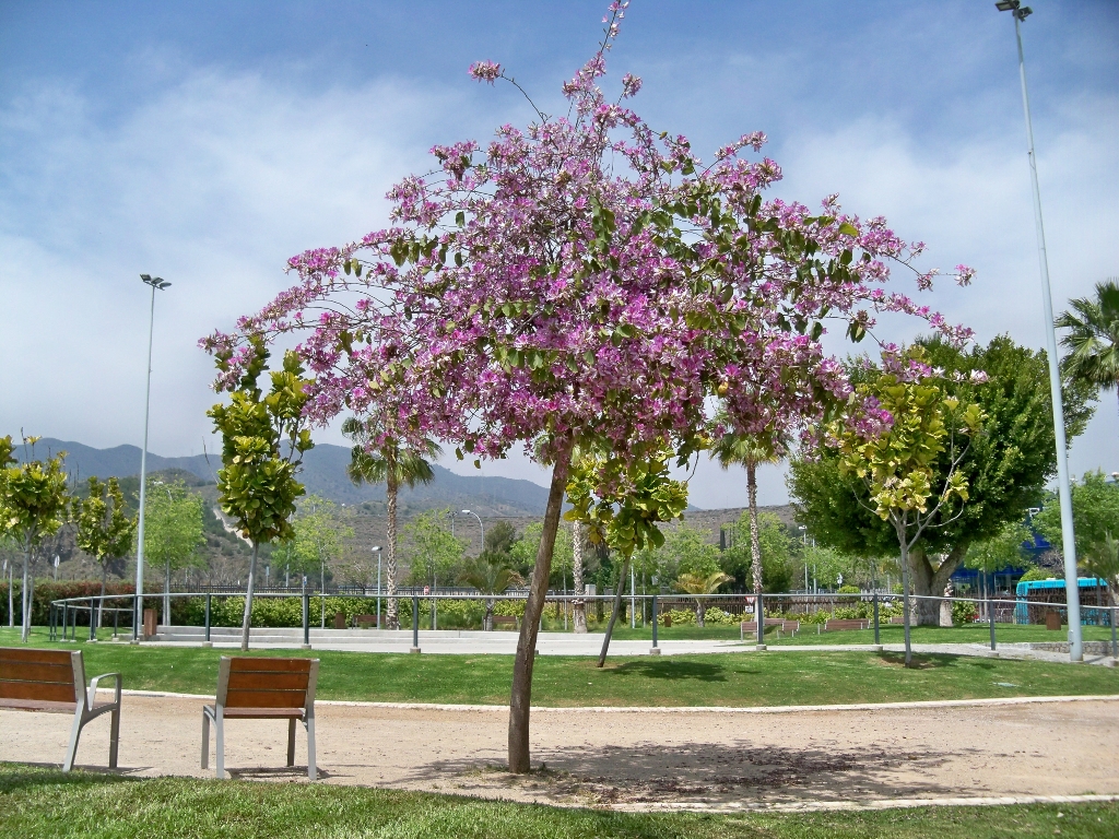 La Bauhinia es un árbol mediano