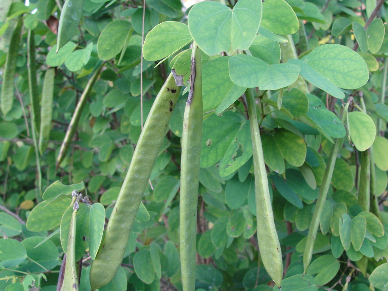 Vista de las hojas y frutos de la Bauhinia o pata de vaca