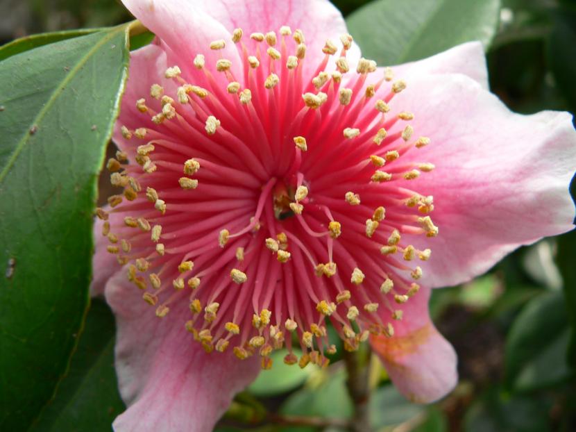 Camellia japonica 'Mikuni-no-homare'