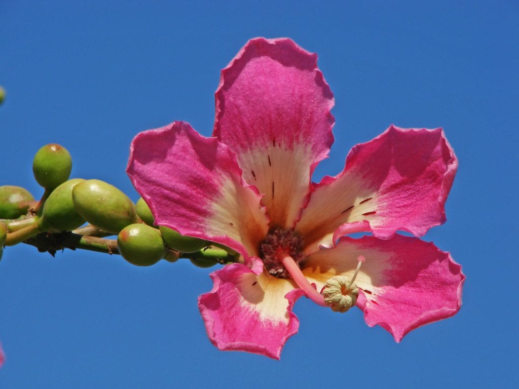 Flor de la Ceiba speciosa