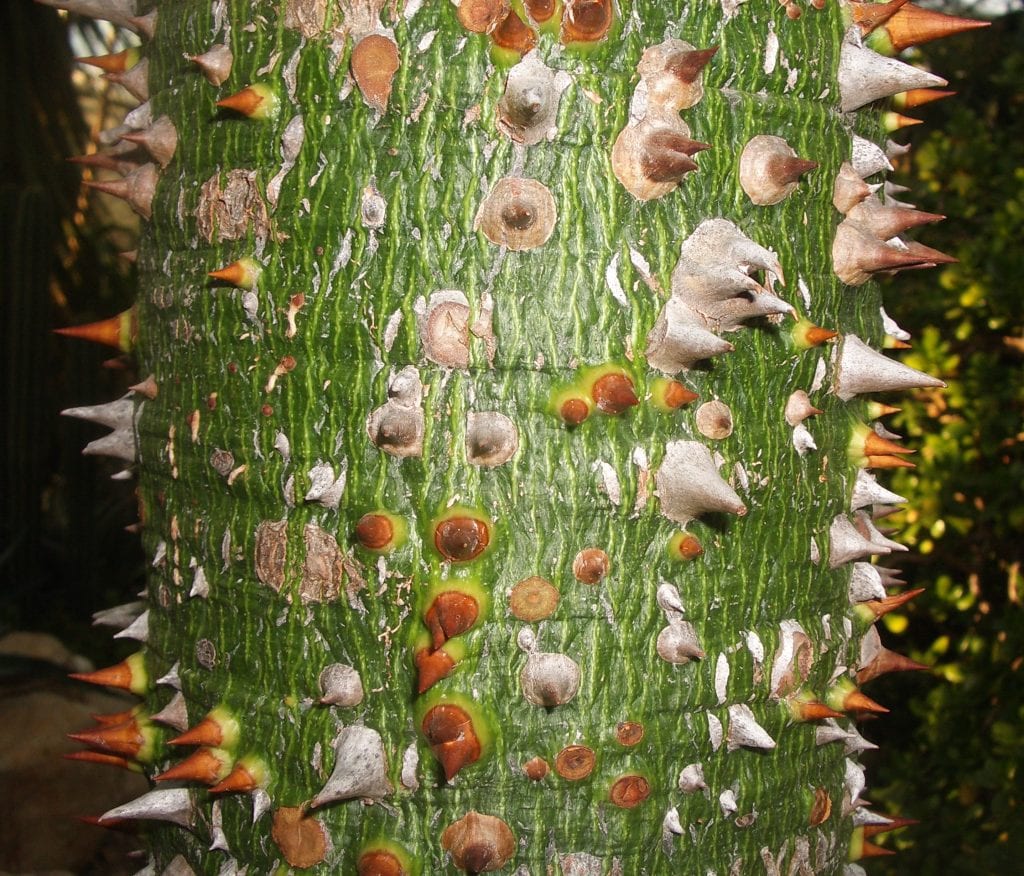 Tronco de la Ceiba speciosa