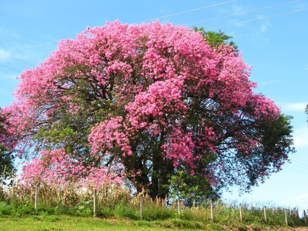 Chorisia speciosa: cuidados, riego, poda y clima