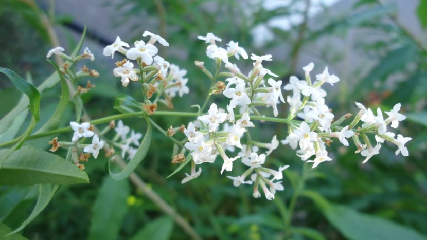 Flores de Aloysia citrodora