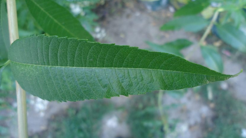 Hoja de Aloysia citrodora