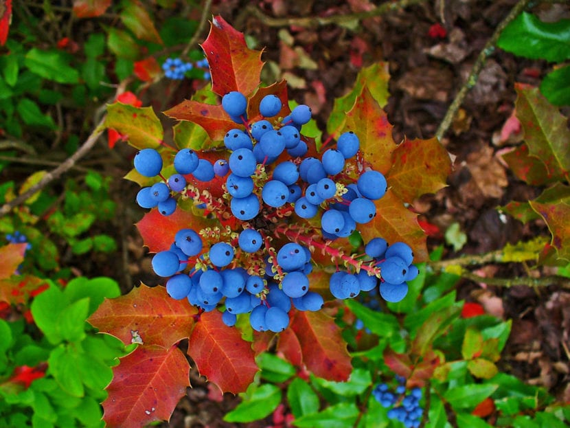 Frutos de la Mahonia aquifolium