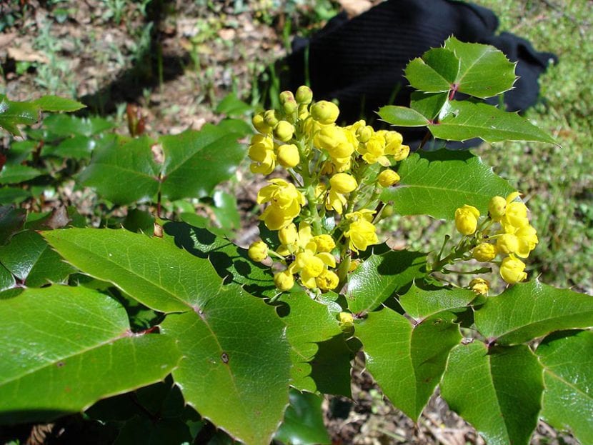 Joven Mahonia aquifolium