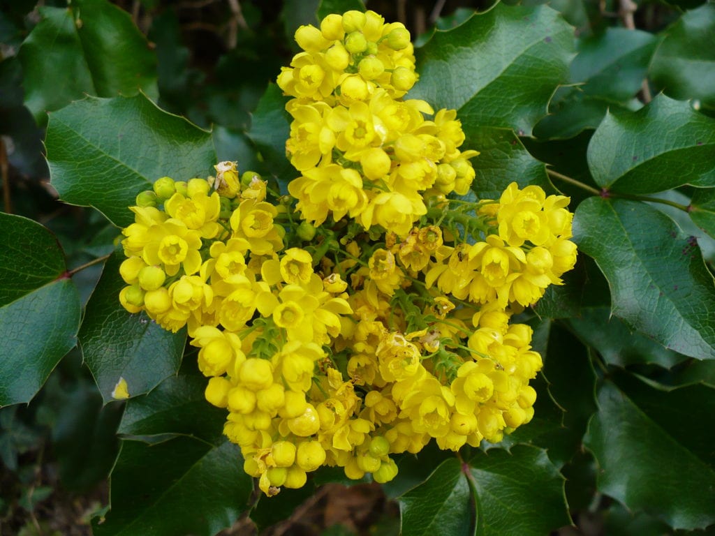 Mahonia aquifolium: cuidados de la uva de Oregón