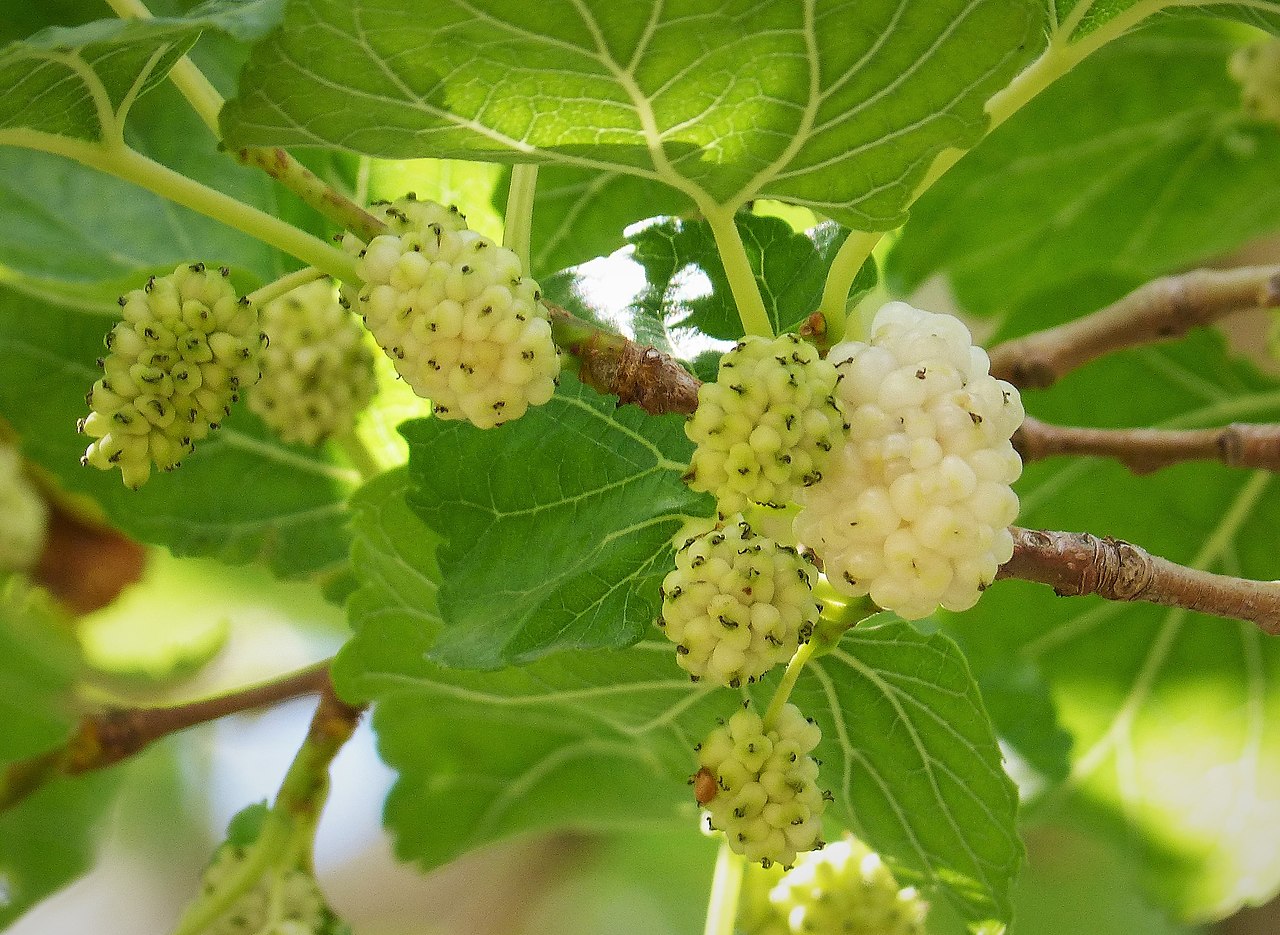 La morera blanca es un árbol de frutos blancos