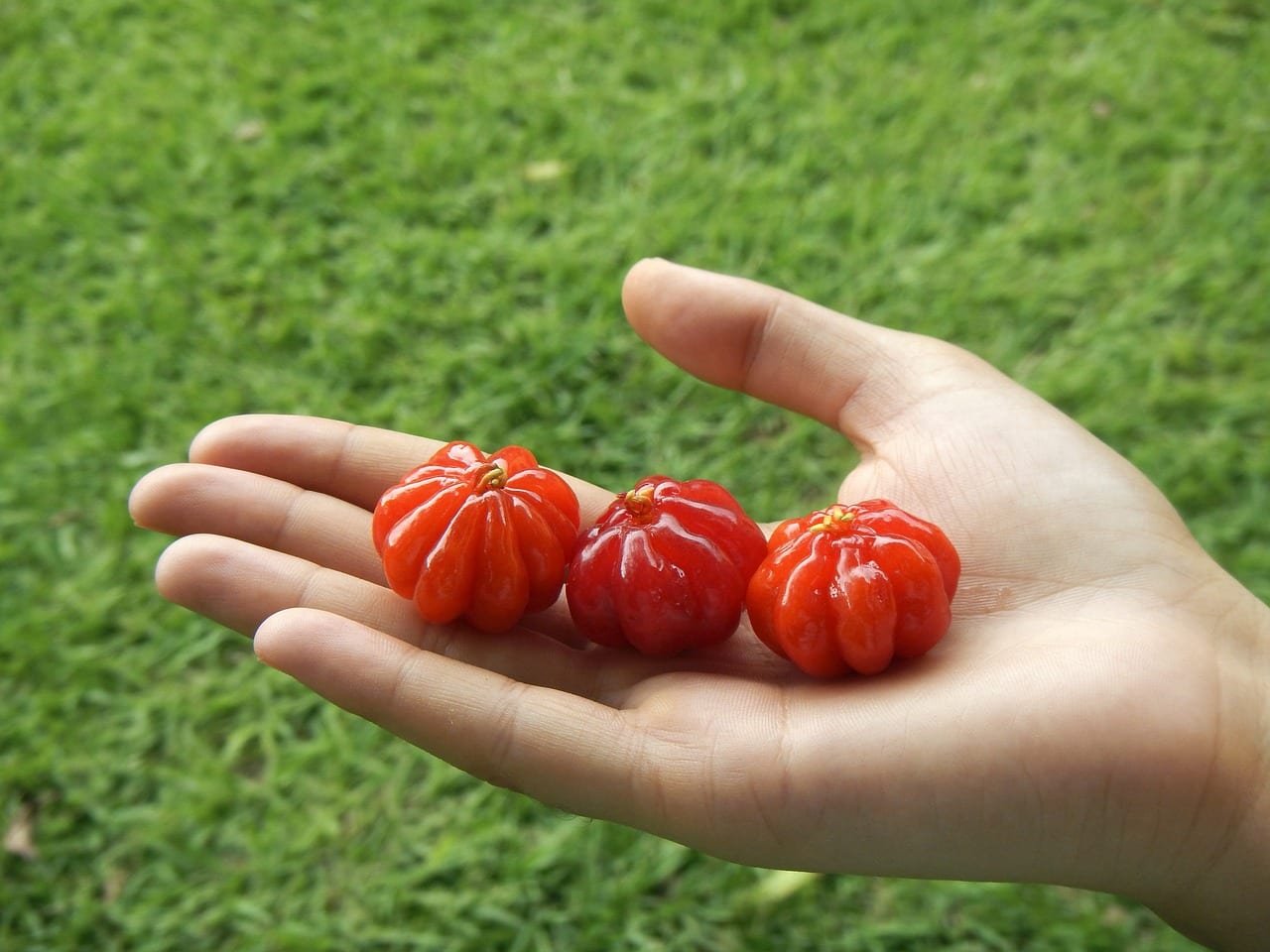 Cuidados de la pitanga: cultivo, poda y cosecha