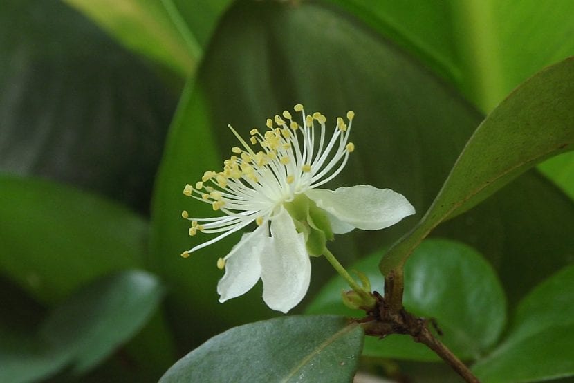 Flor de Pitanga