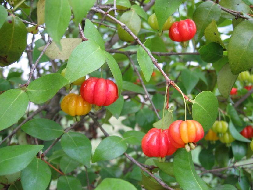 Pitanga con frutos