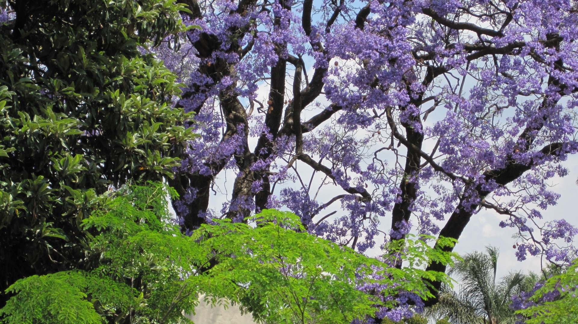 El jacaranda es un precioso árbol de jardín