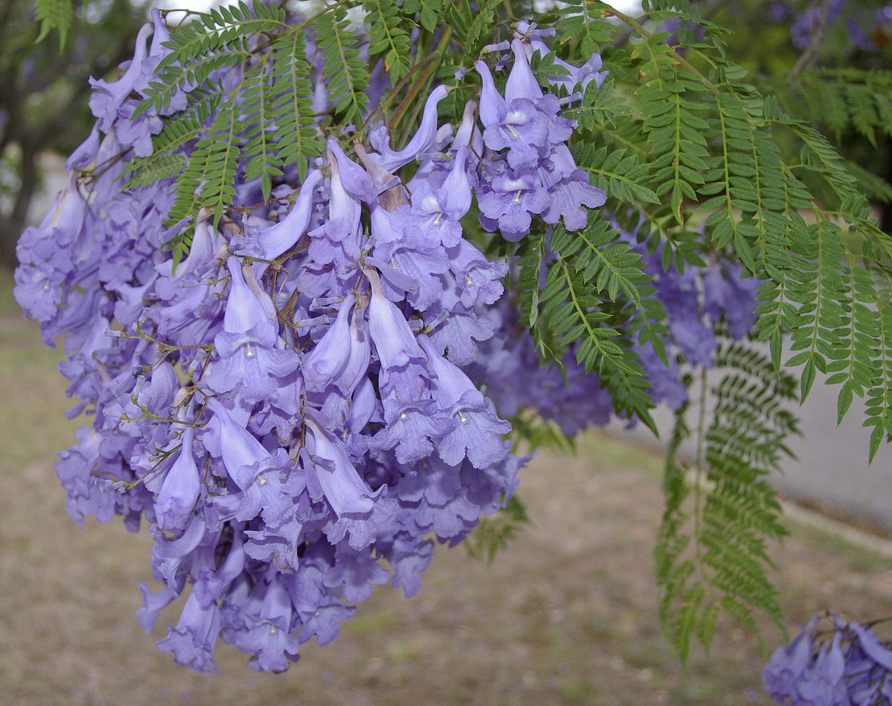 Las flores del jacaranda son violetas