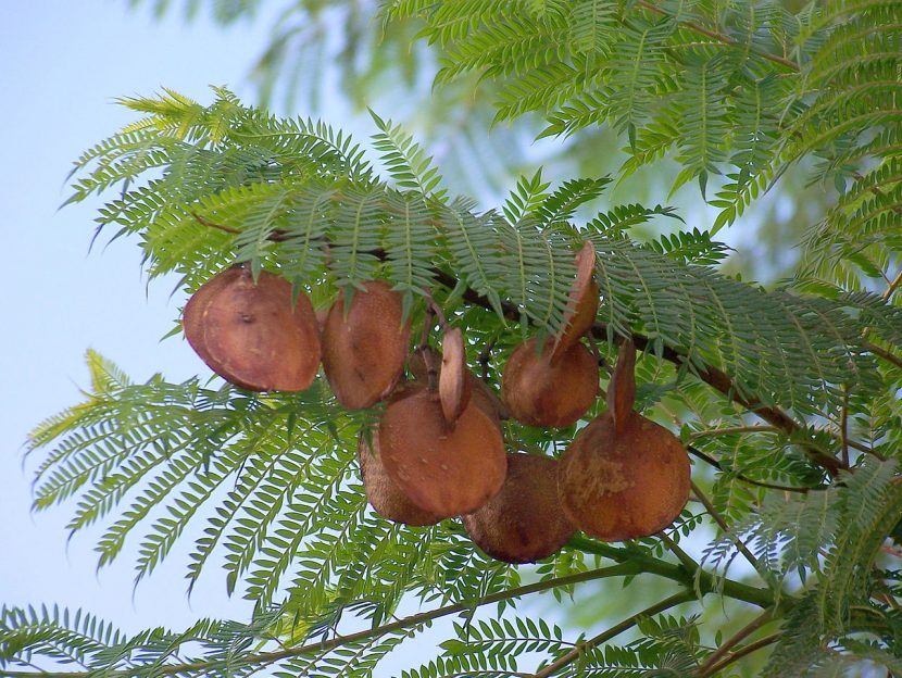 Cápsulas leñosas y aplanadas del fruto del jacarandá