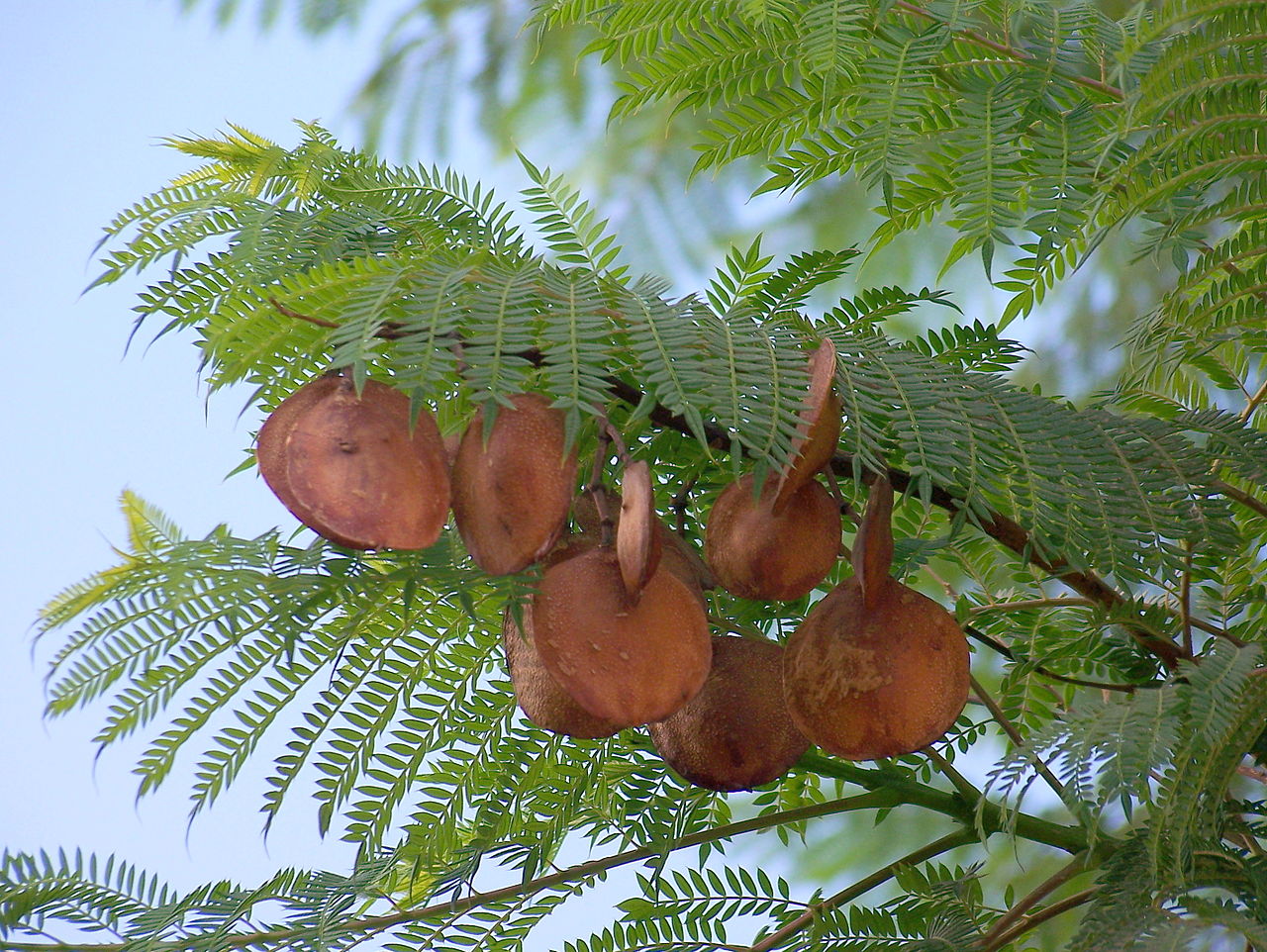 Los frutos del jacarandá son leñosos