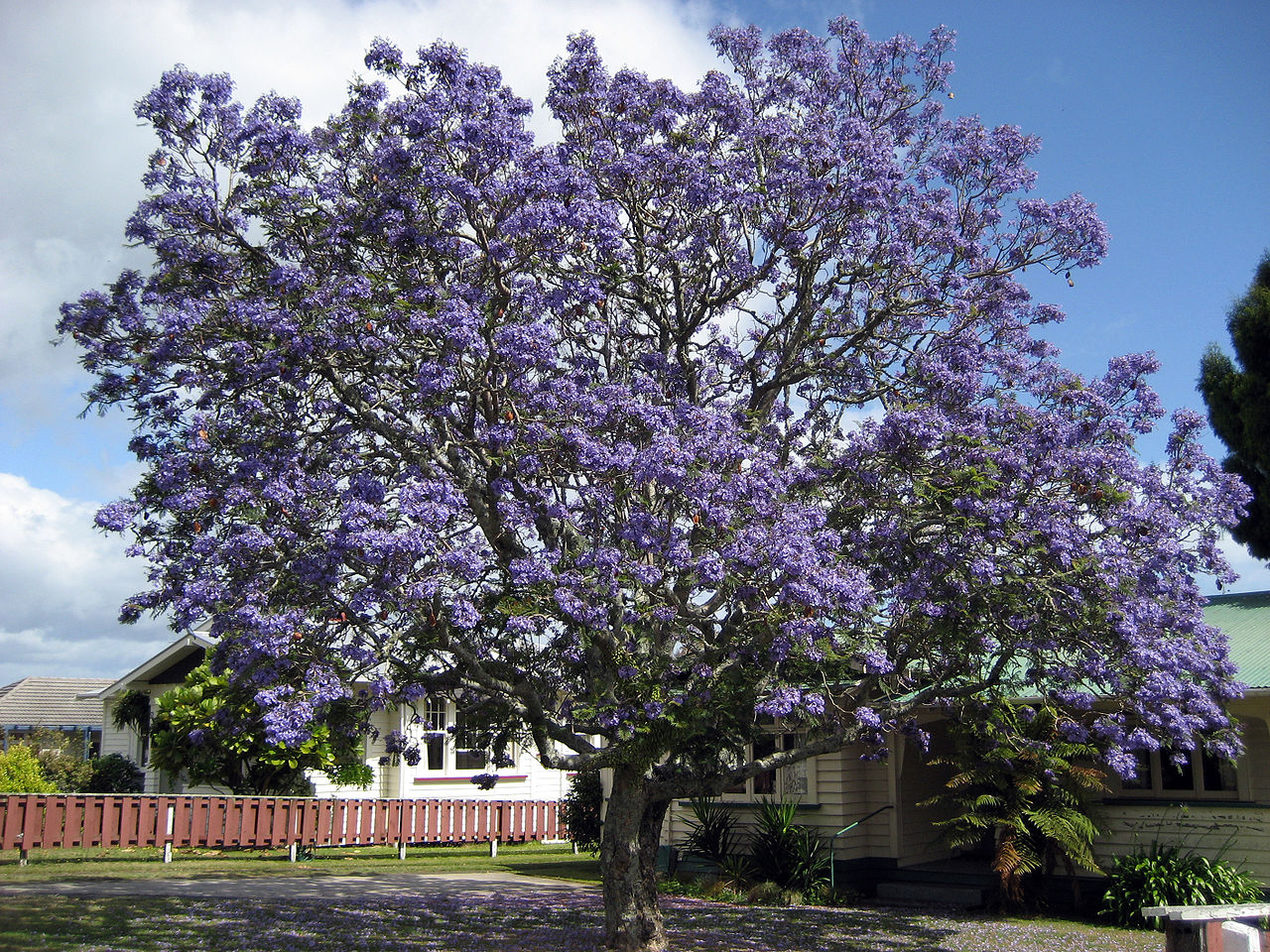 El jacarandá es un árbol ornamental