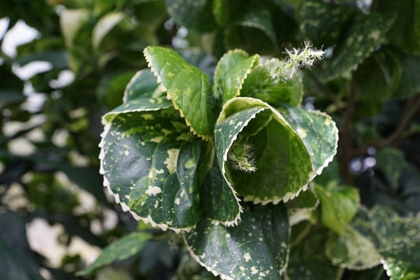 Detalle de las hojas de la Acalypha amentacea