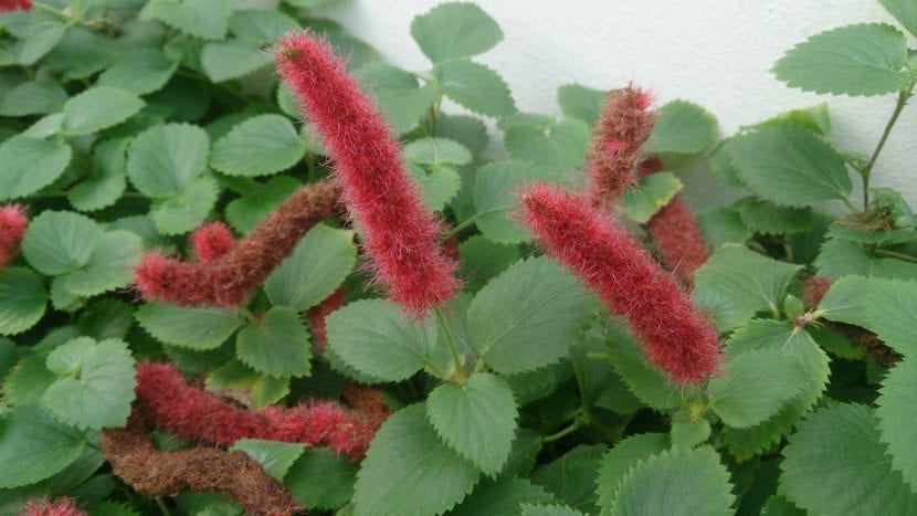 Planta en flor de la Acalypha chamedrifolia
