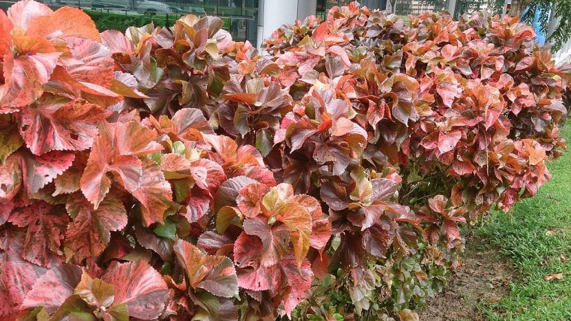 Acalypha wilkesiana en un jardín